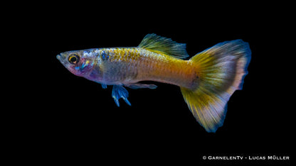 Guppy männlich german yellow  lg (Sri Lanka)