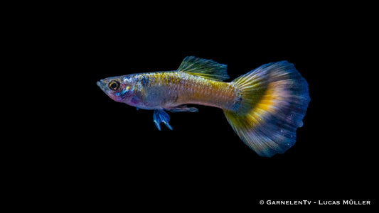 Guppy männlich german yellow SBS lg