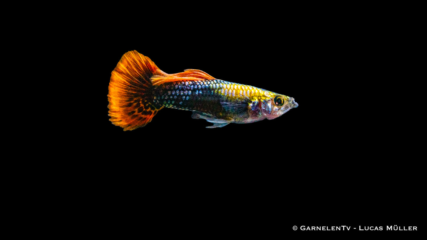 Guppy männlich multicolor HQ lg (Thailand)
