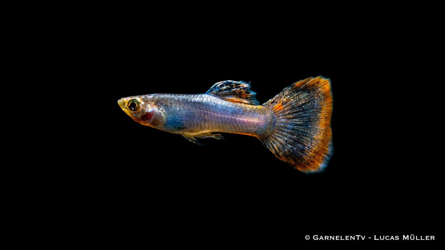 Guppy männlich pink metallic med (Singapur)