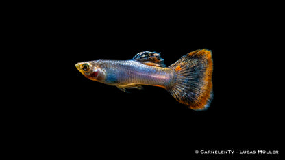 Guppy männlich pink metallic med (Singapur)