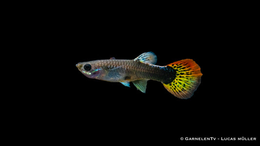 Guppy weiblich multicolor HQ lg (Thailand)