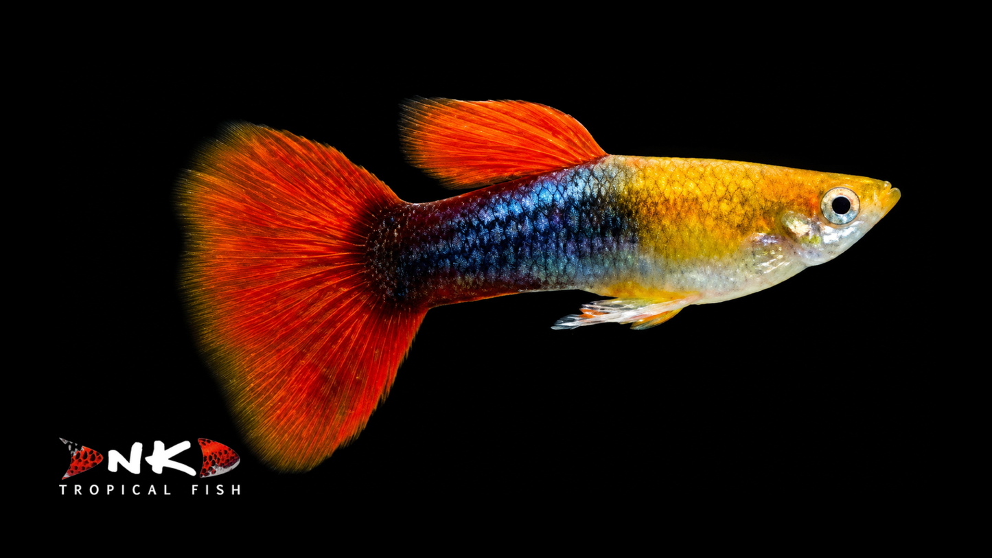 Guppy männlich red gold tuxedo lg (Sri Lanka)