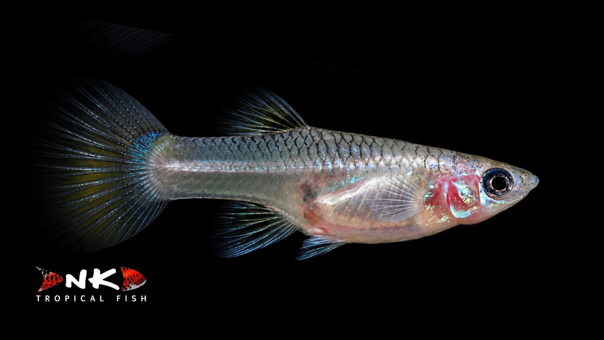 Guppy weiblich blue panda ENZ ml