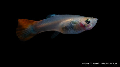 Guppy weiblich flame ml (Thailand)