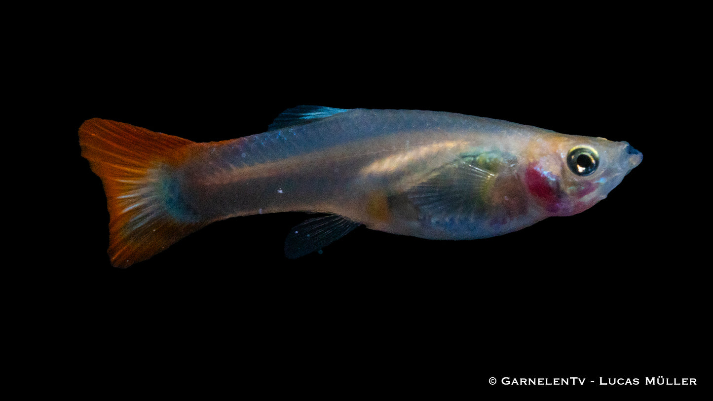 Guppy weiblich flame ml (Thailand)