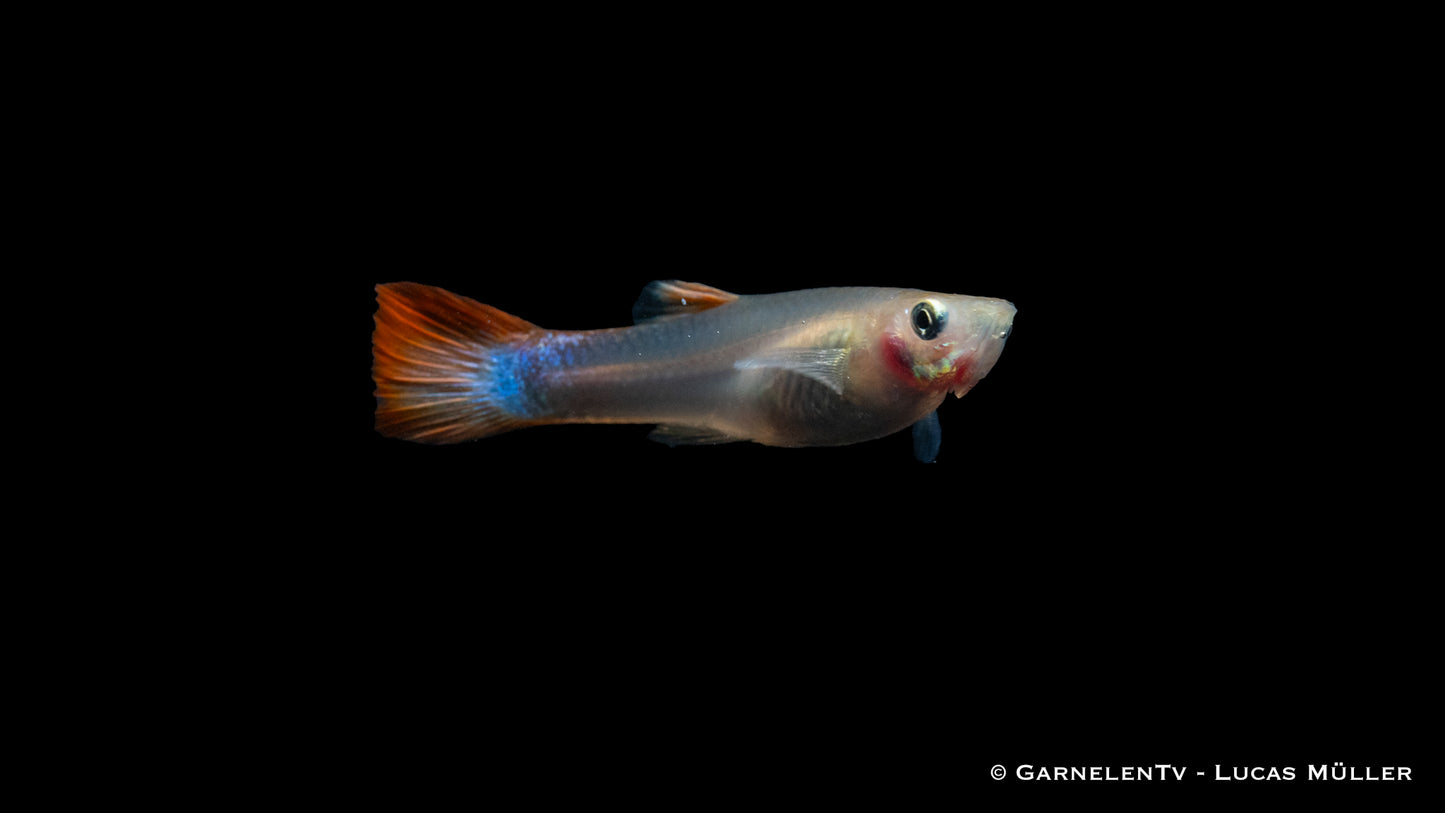 Guppy weiblich flame ml (Thailand)