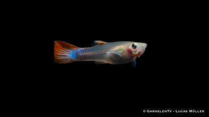 Guppy weiblich flame ml (Thailand)