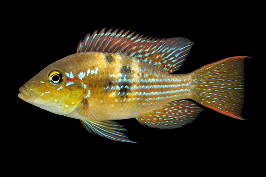 Gestreifter Erdfresser DNZ 3-4 cm