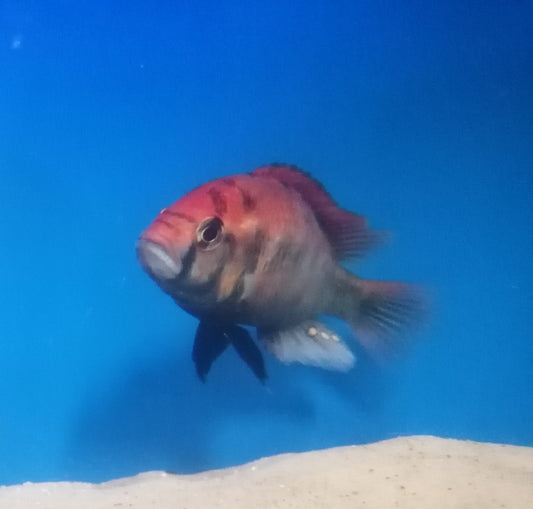 Regenbogen Haplochromis DNZ 4-5 cm