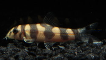 Histronicaschmerle WF 4 cm