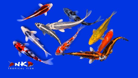 Japankoi Hosokai 19-25 cm