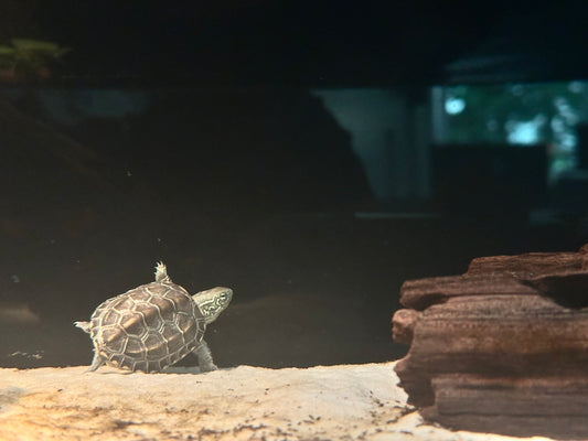 Chinesische Dreikielschildkröte