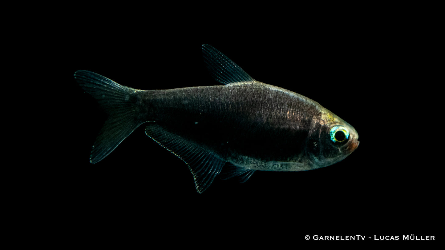 Kaisertetra schwarz lg