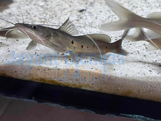 Kapango Catfish 15 cm