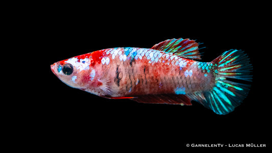 Kampffisch weiblich Koi ml