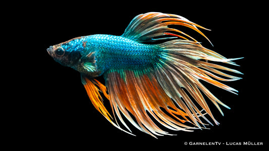 Kampffisch männlich Kammschwanz lg