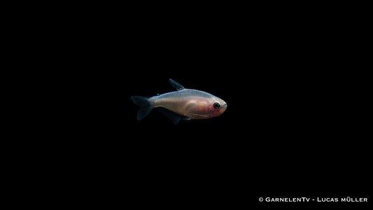 Königsalmler purple white  ENZ lg