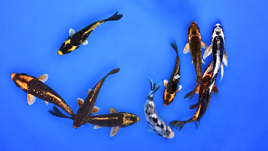 Koi A Kabuto 9-12 cm