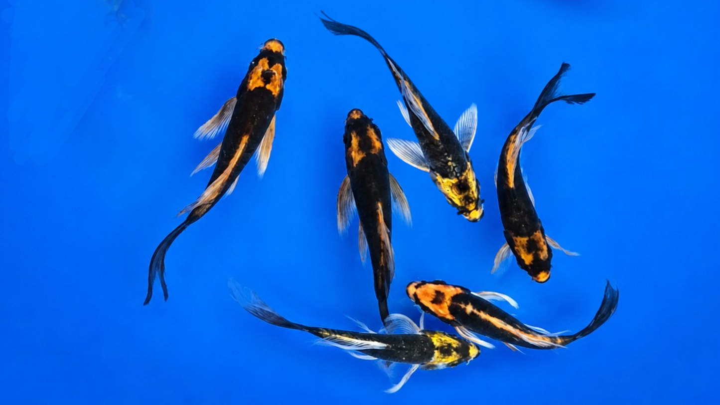 Koi Kabuto Butterfly 9-12 cm