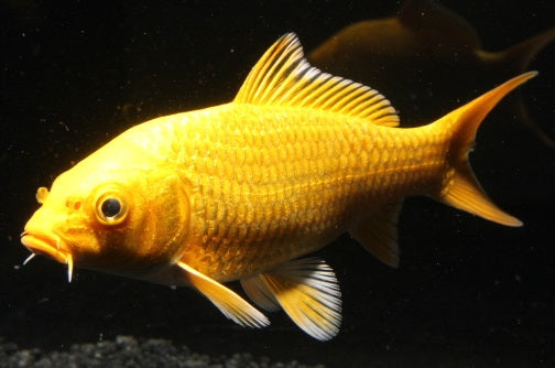 Koi A Yamabuki 14-16 cm