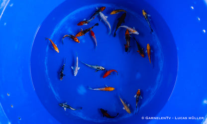 Koi A 9-12 cm