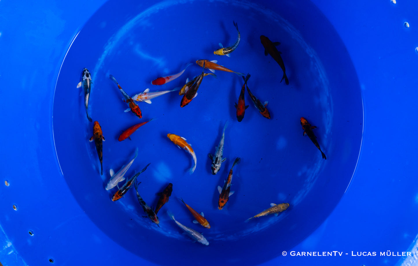 Koi A 9-12 cm