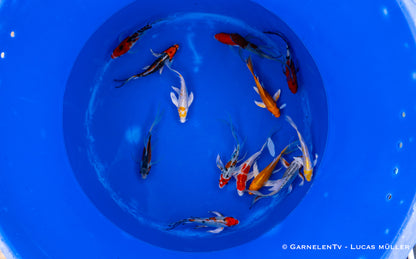 Koi A butterfly 15-18 cm