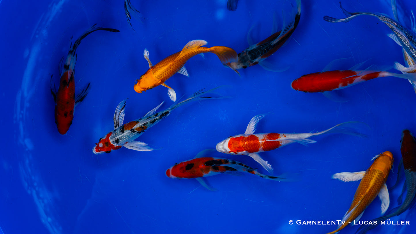 Koi A butterfly 15-18 cm