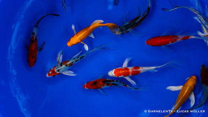 Koi A butterfly 15-18 cm