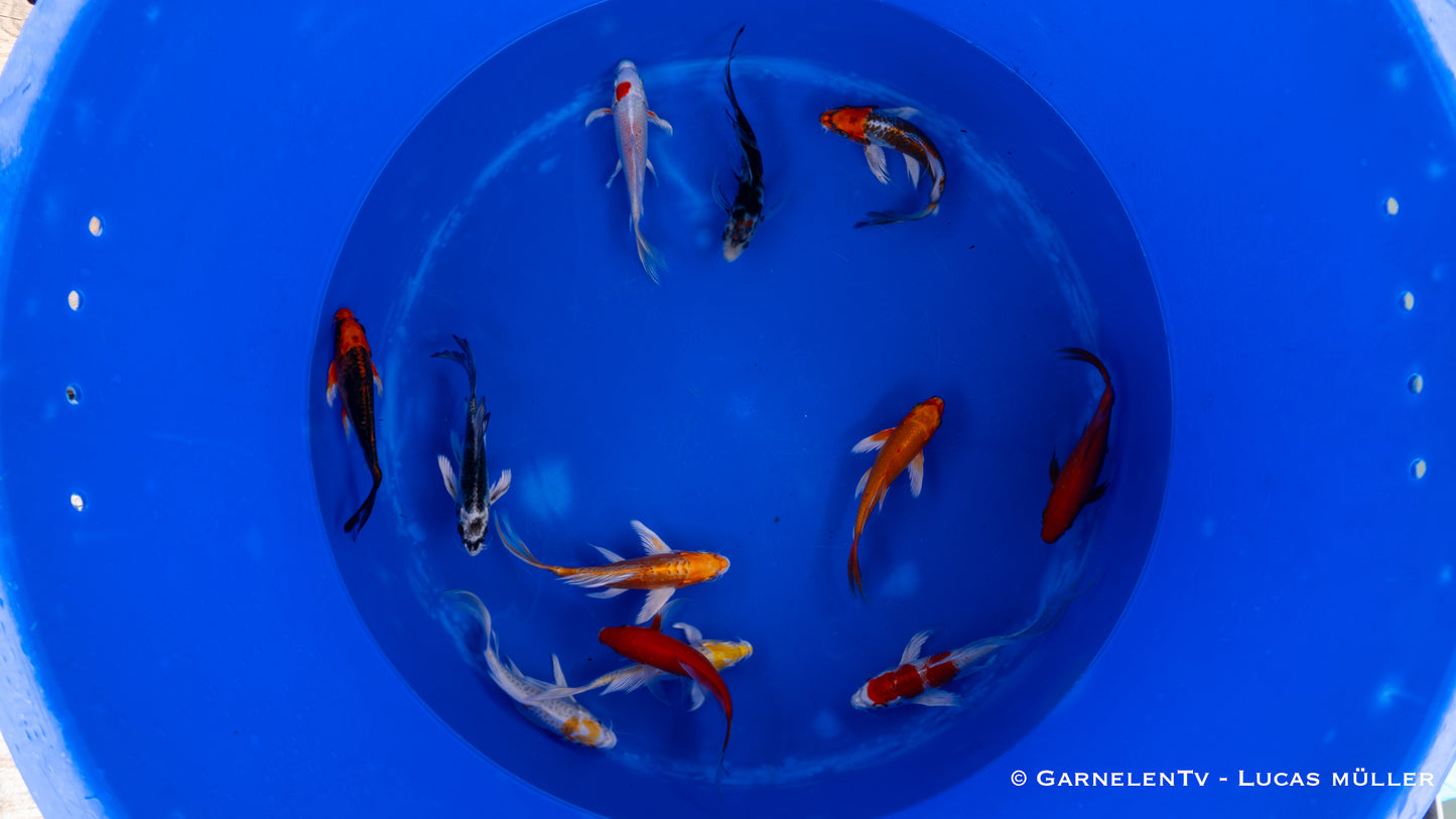 Koi bunt Butterfly 18-20 cm
