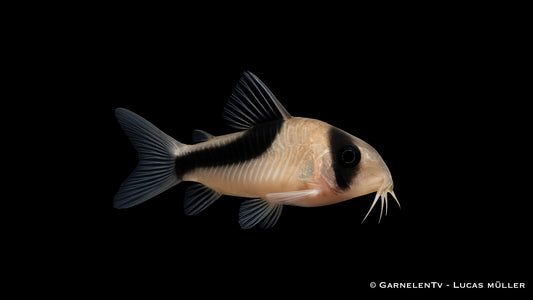 Kopfbindenpanzerwels WF med