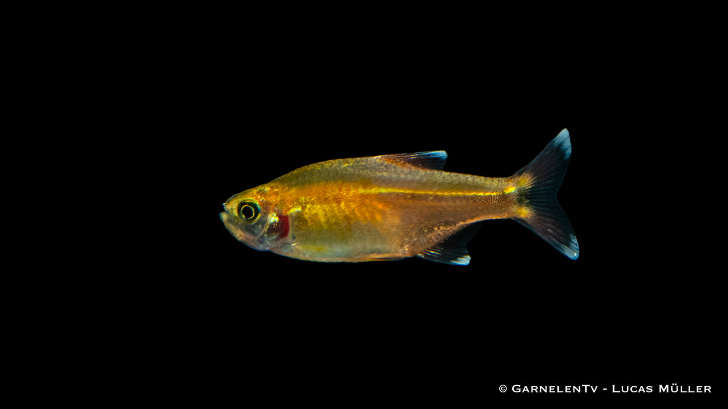 Kupfersalmler ENZ lg