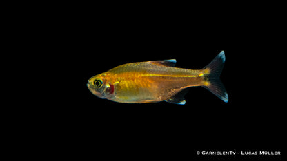 Kupfersalmler ENZ lg