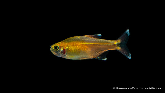 Kupfersalmler ENZ lg