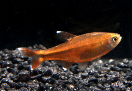 Kupfersalmler ml (Import)