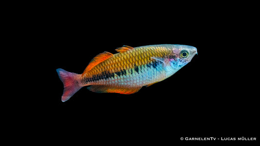 Kurumoi Regenbogenfisch DNZ 5 cm