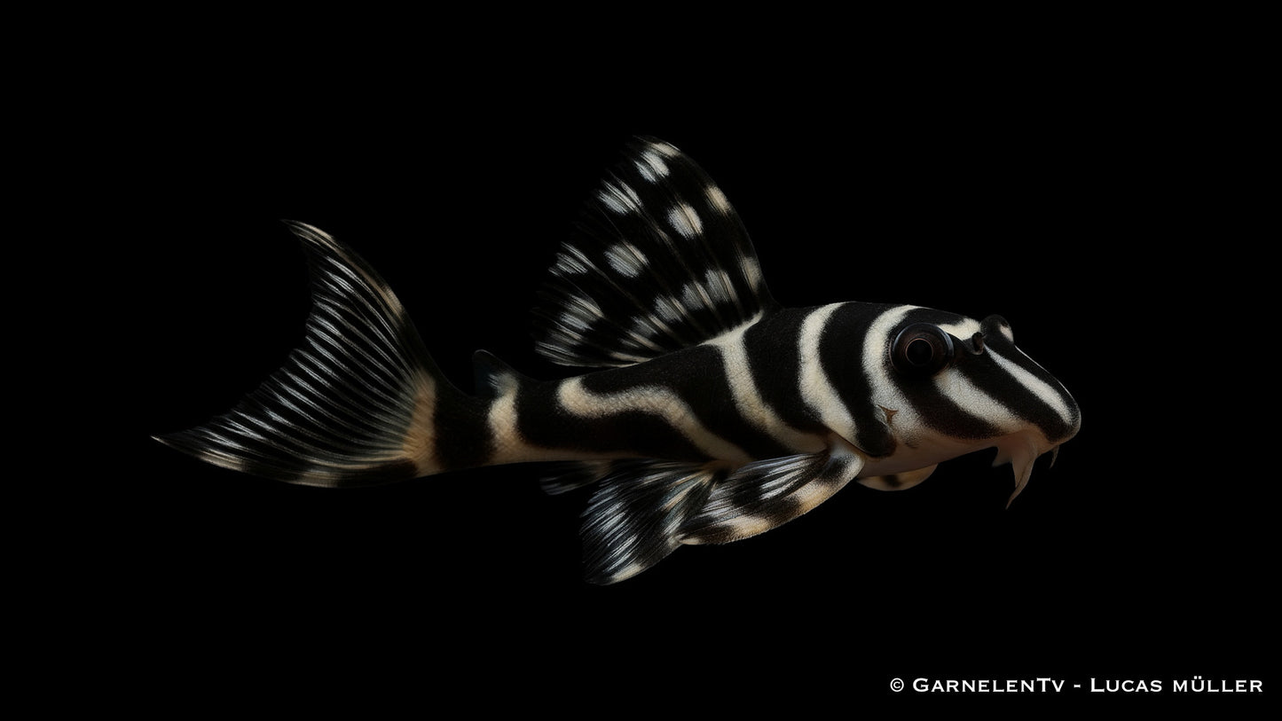 L 270 Chocolate Zebra Pleco DNZ 12 cm