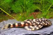 L 052 Butterfly Pleco WF 5 cm