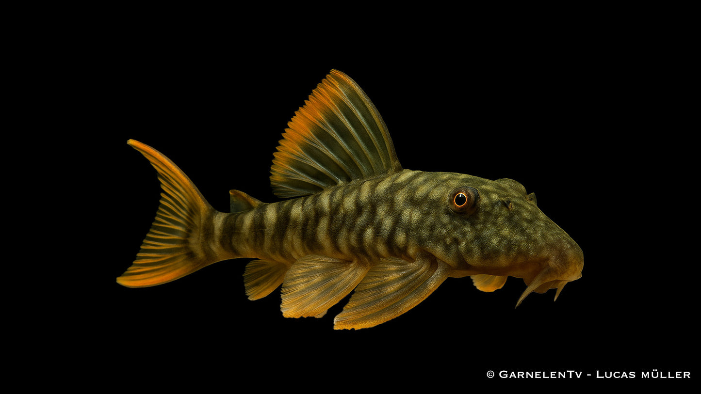 L106 gepunkteter Orangesaumwels WF 6 cm