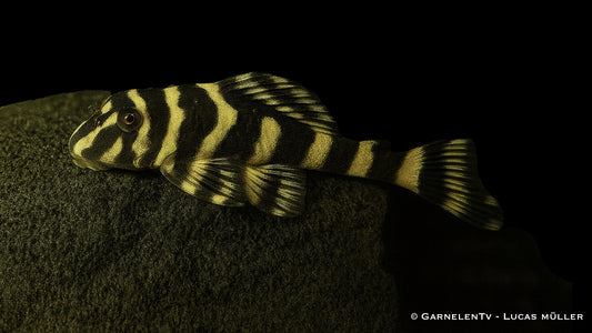 L 168 Brazil Butterfly DNZ 5-6 cm