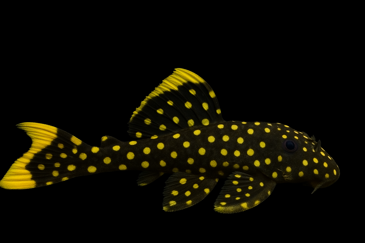 L 18 Golden Nugget WF 6-8 cm