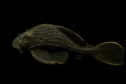 L 190 Panaque Wels 15-17 cm