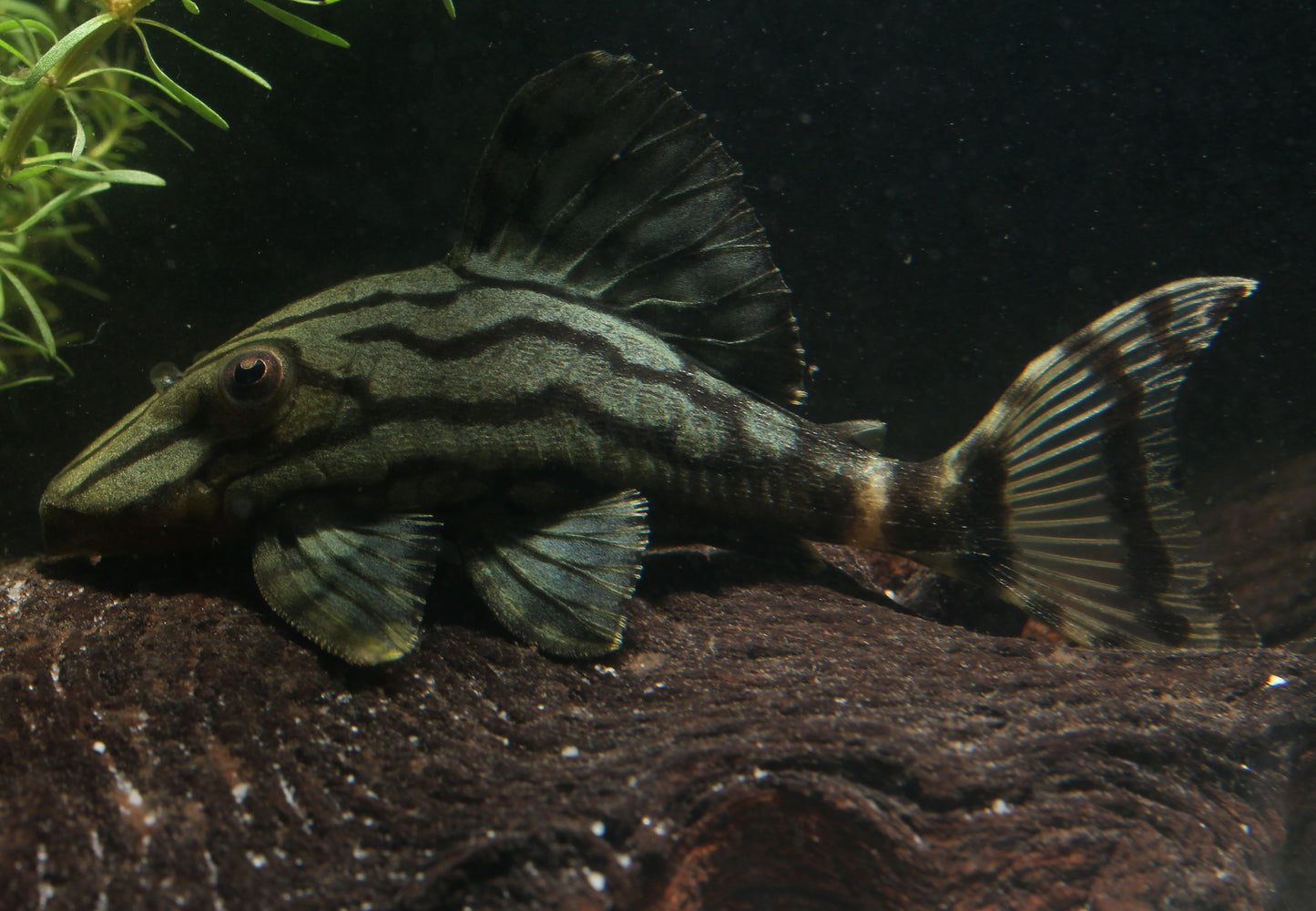 L 191 Royal Plecostomus WF 6 cm
