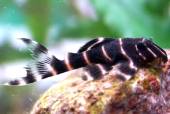 L 204 Peru-Zebrawels WF 10 cm