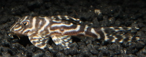 L 066 King Tiger Pleco DNZ 6 cm