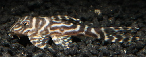 L 066 King Tiger Pleco DNZ 10-12 cm