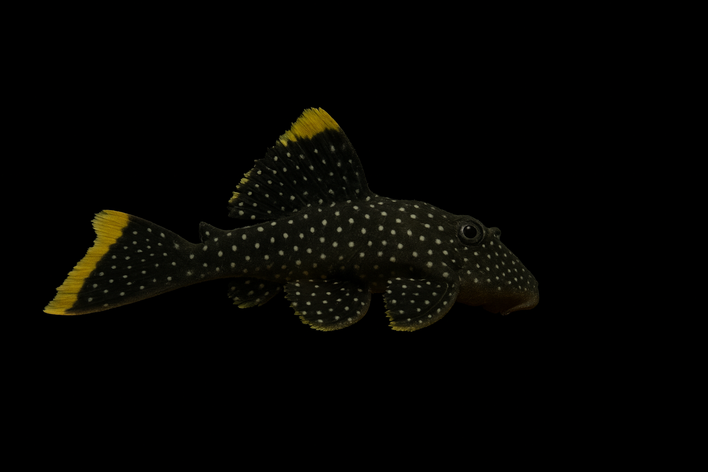 L 81 Orangesaumwels WF 7-9 cm