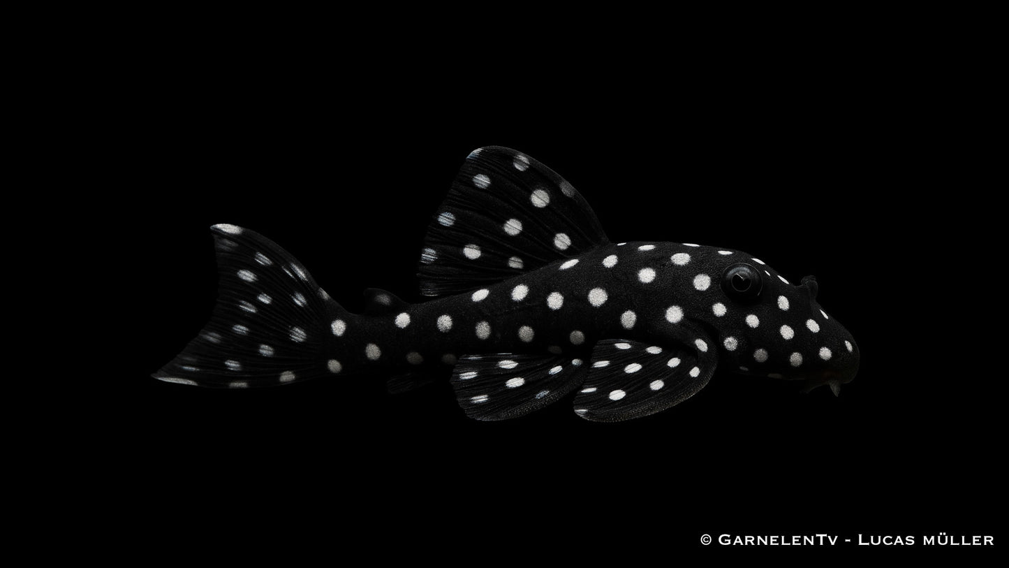 LDA 33 Snow Ball WF 6-8 cm