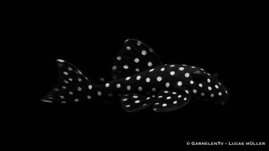 LDA 33 Snow Ball WF 6-8 cm